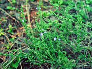 Verbena canescens