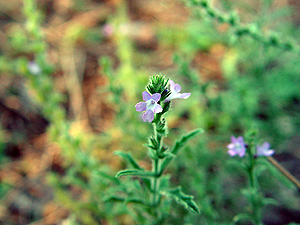 Verbena canescens