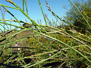 Verbena halei