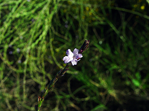 Verbena halei