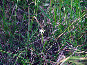 Nothoscordum bivalve