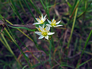 Nothoscordum bivalve