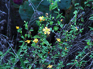 Abutilon fruticosum