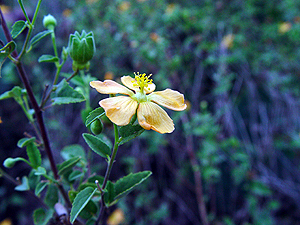 Abutilon fruticosum