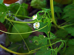 Cardiospermum halicacabum