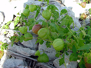 Cardiospermum halicacabum