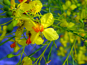 Parkinsonia aculeata