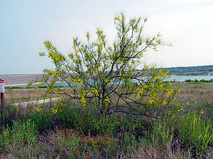 Parkinsonia aculeata