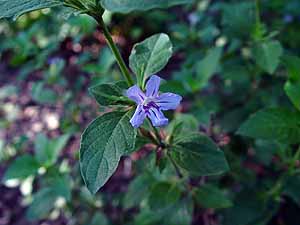 Ruellia drummondiana