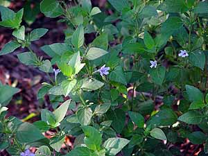 Ruellia drummondiana