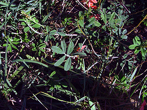 Indigofera miniata