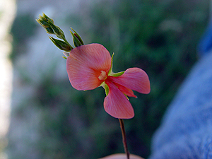 Indigofera miniata