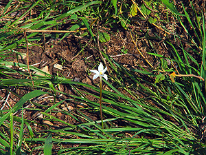 Cooperia drummondii