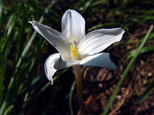 Cooperia drummondii