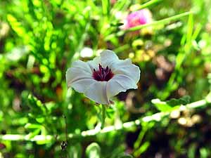 Convolvulus equitans