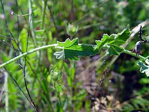 Convolvulus equitans