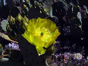 Opuntia engelmannii lindheimeri