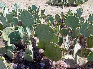 Opuntia engelmannii lindheimeri