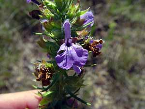 Salvia engelmannii