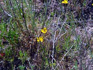 Thelesperma simplicifolium