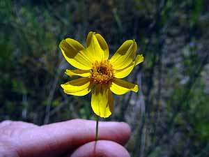 Thelesperma simplicifolium