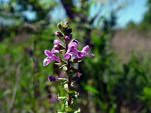 Prairie Brazoria - Warnockia scutellarioides