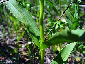 Prairie Brazoria - Warnockia scutellarioides