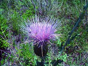 Cirsium undulatum