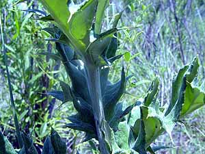 Cirsium undulatum