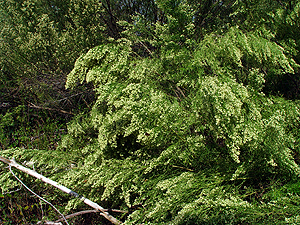 Baccharis neglecta