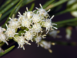 Baccharis neglecta