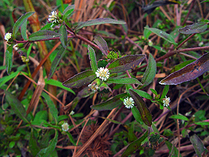 Eclipta prostrata