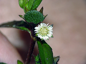 Eclipta prostrata