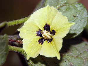 Physalis mollis mollis