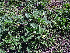 Physalis mollis mollis