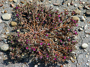 Portulaca pilosa