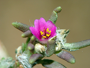 Portulaca pilosa