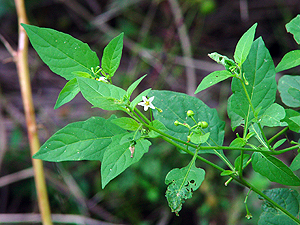 Solanum ptychanthum