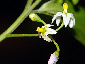 Solanum ptychanthum