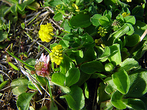 Medicago lupulina