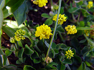 Medicago lupulina