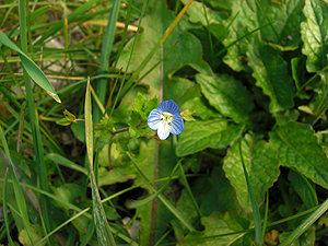 Veronica persica