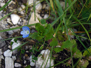 Veronica persica