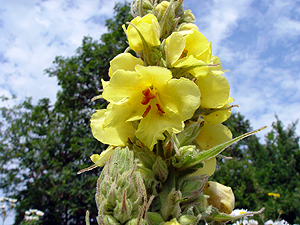 Verbascum thapsus