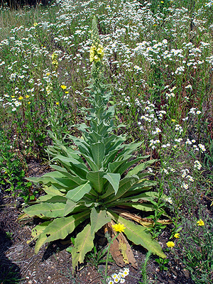 Verbascum thapsus