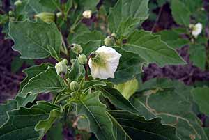 Physalis angulata