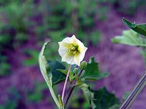 Physalis angulata