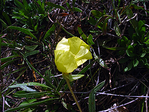 Oenothera missouriensis