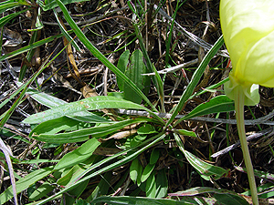 Oenothera missouriensis