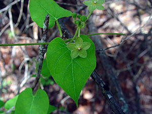 Matelea reticulata